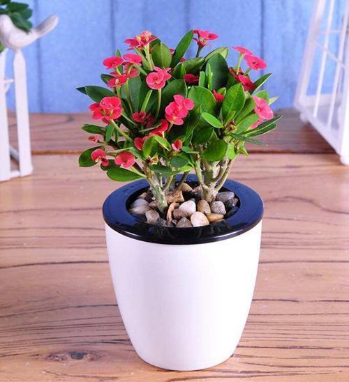 别看虎刺梅浑身刺，但易成活花量大，养好了能开到秋天