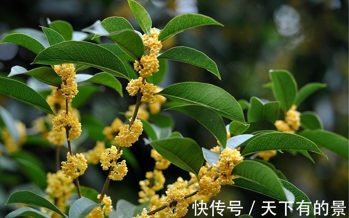 种植|俗语“桂花门前栽,贵人立门内”,桂花寓意这么好,在家如何养?