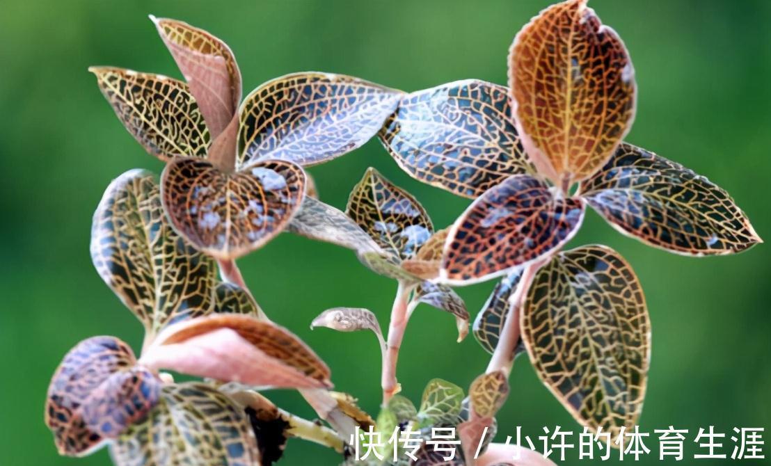 野草|这种野草一斤能卖上千元，只有不认识的人才把它当杂草看待