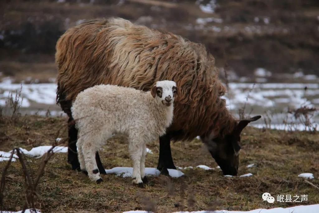 岷县的春夏秋冬，看不够！