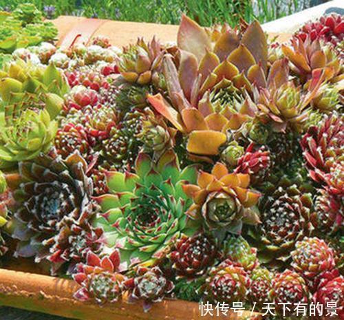 此款多肉,一个莲座只开一次花,开完就枯萎,长出新莲座!