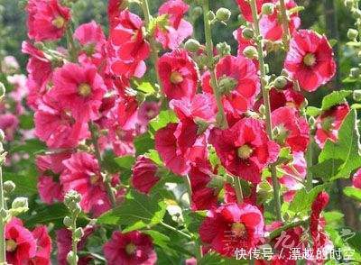 此花才是真正的“长寿花”,1粒种子埋土里,一活就是50年