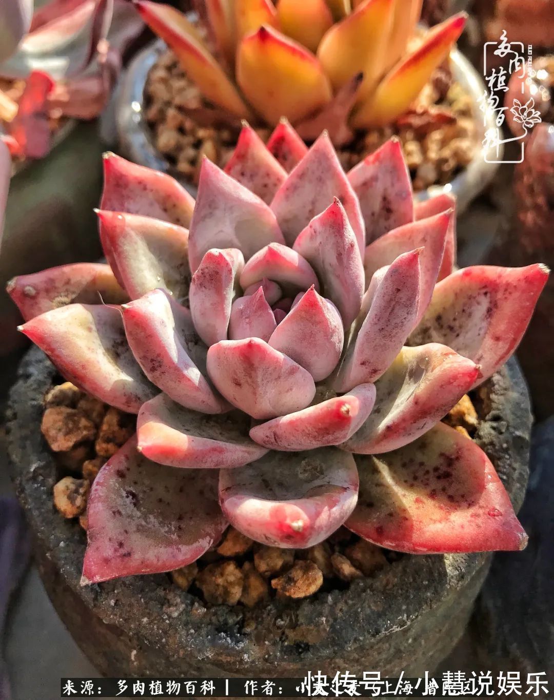 肉如人生，遇见多肉，遇见美！附个人多肉养护经验！