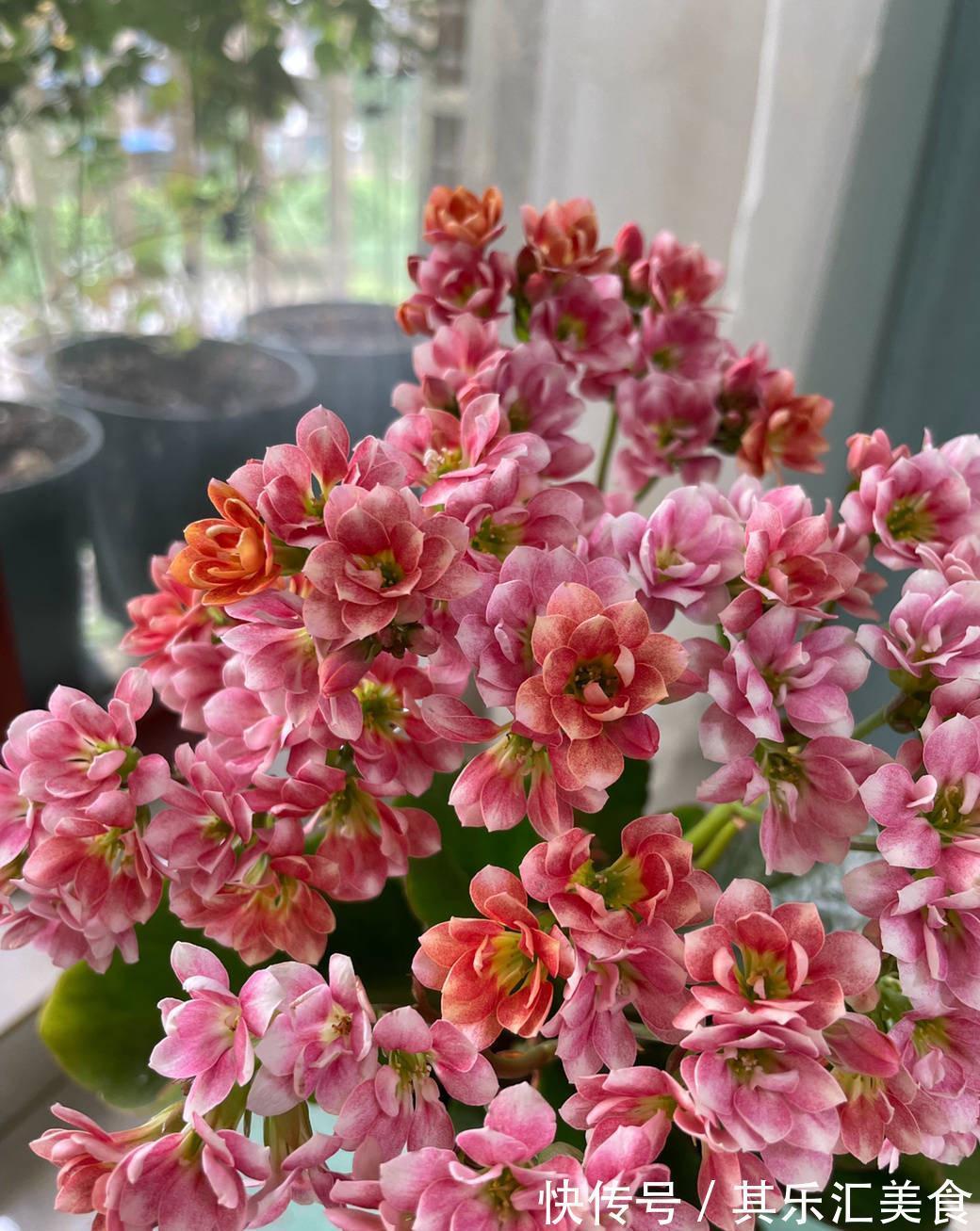 有3种花，花开满室很好打理，名字很吉祥喜庆能净化空气