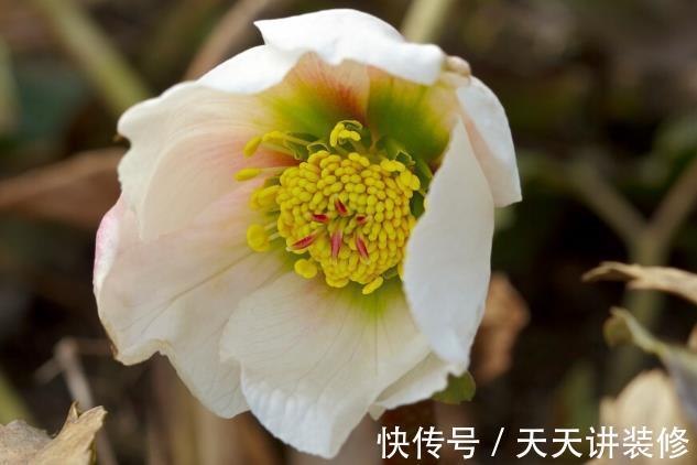 院子|名字巨土但超牛掰的花草，有院子不种可惜了