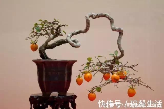 家里摆上10种花,越来越兴旺、发达,个个都是“吉祥”花