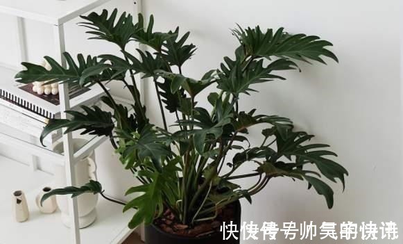 5种健康花，家里养一盆，大气高雅净化力强，福寿齐聚寓意好