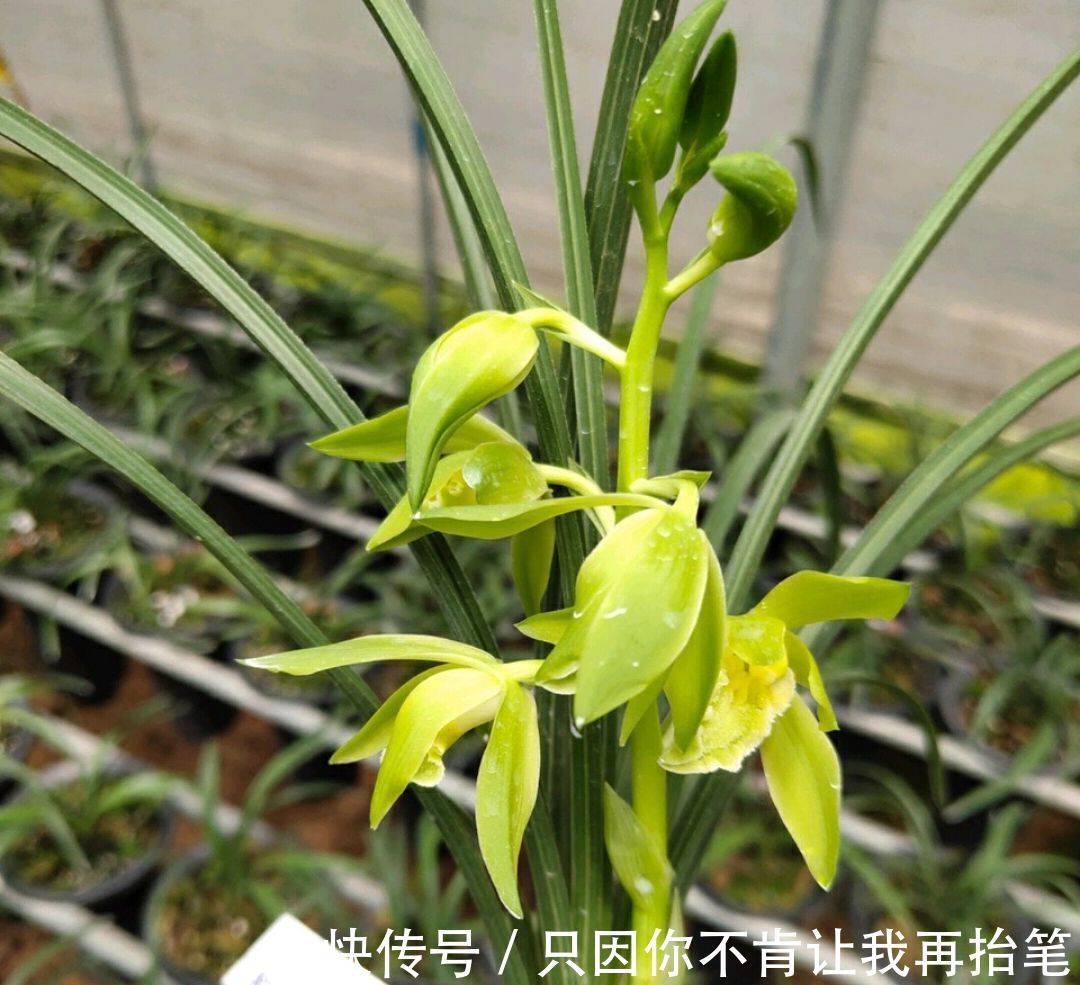 养护|养兰花要注意秋老虎,一不小心根部就发黑,发黑原因和解决方法