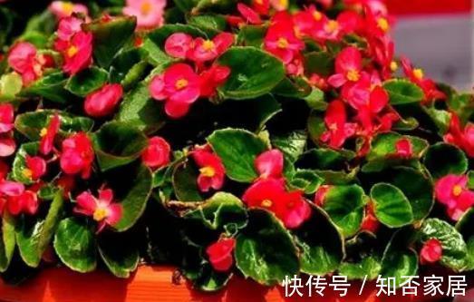 非洲堇|4种“开花机器”，四季开不停，养护省心颜值高，是阳台盆栽佳品