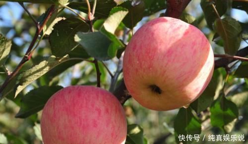 每天吃一个蒸熟的苹果,坚持一周,身体会悄悄发生惊喜变化!