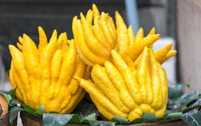 佛手|肝气一通，万病无踪2味常见中药泡茶饮，疏肝、理气、和胃