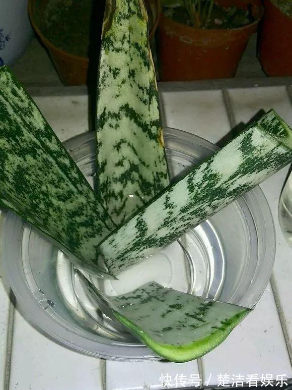 立秋养“虎皮兰”，2周浇一次“黑水水”，就像打激素，蹭蹭冒芽