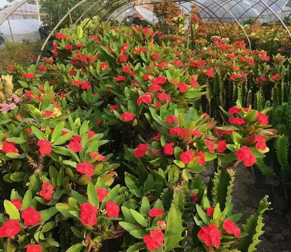 花卉|6种花,耐热又耐晒,晒得越狠花朵越多,40摄氏度照样有花赏