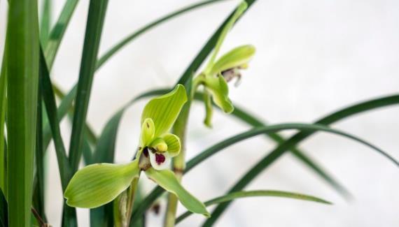 茉莉花|6种北方不适合养的花卉,技术不到位容易死,非高手就不要考虑了