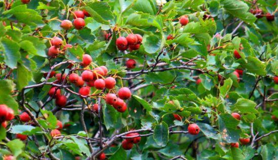 茴香菜|秋天养生很关键，多吃四种食物，滋养子宫，美容美颜，保护心血管