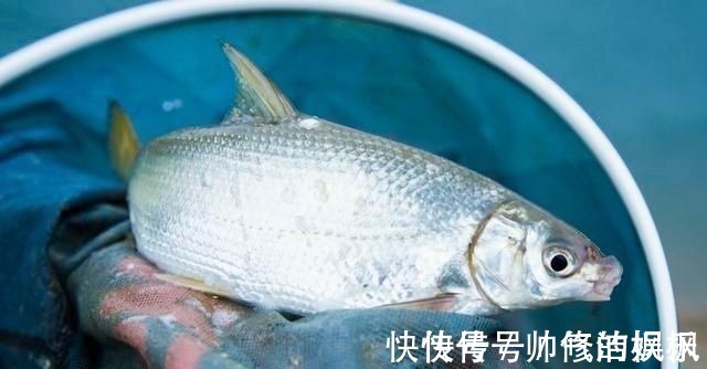 酒米|钓鱼时常用的酒米窝料,其实是可以这样生产的,制作方法简单易学