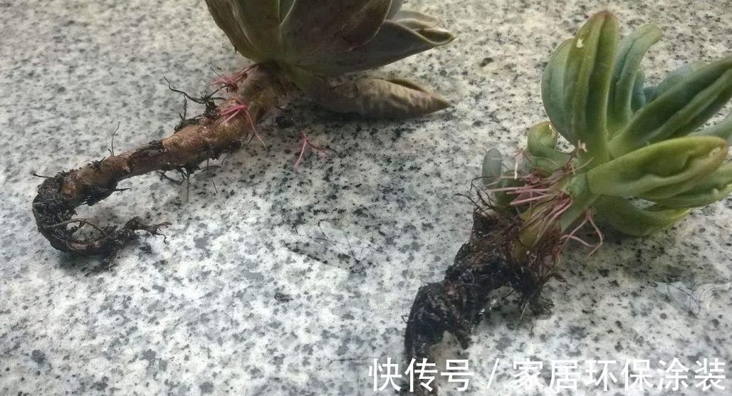 夏季|三伏天入手多肉,做好这些小事情,不烂根,养得好