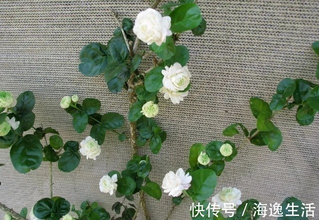 浇水|茉莉盆栽开花少，别怪人不争气，没满足这些条件，谁养都一样