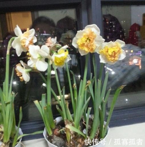 绿萝、吊兰太普通别养了,换上4种花,更加美丽,还显得家庭富贵!