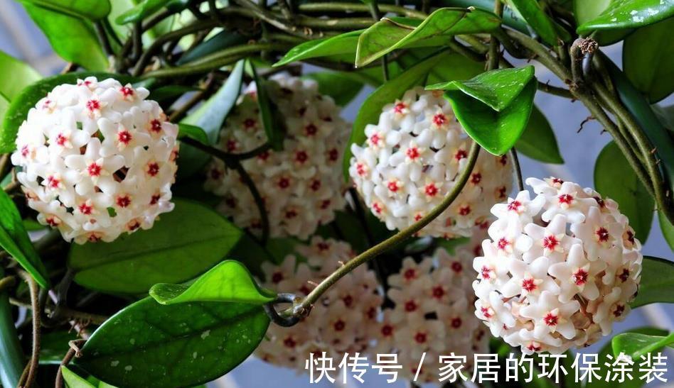 花土|没有院子,受限于盆栽就养情人球兰,照顾到3点,花期长、香味浓