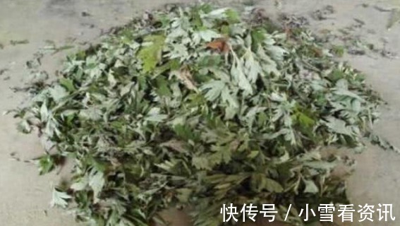 打火机|艾草用打火机烧一烧,活了30年才知道,真的超厉害