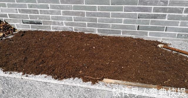 室外养杜鹃花，注意5个“细节”，枝繁叶茂，开花满枝，长成老桩