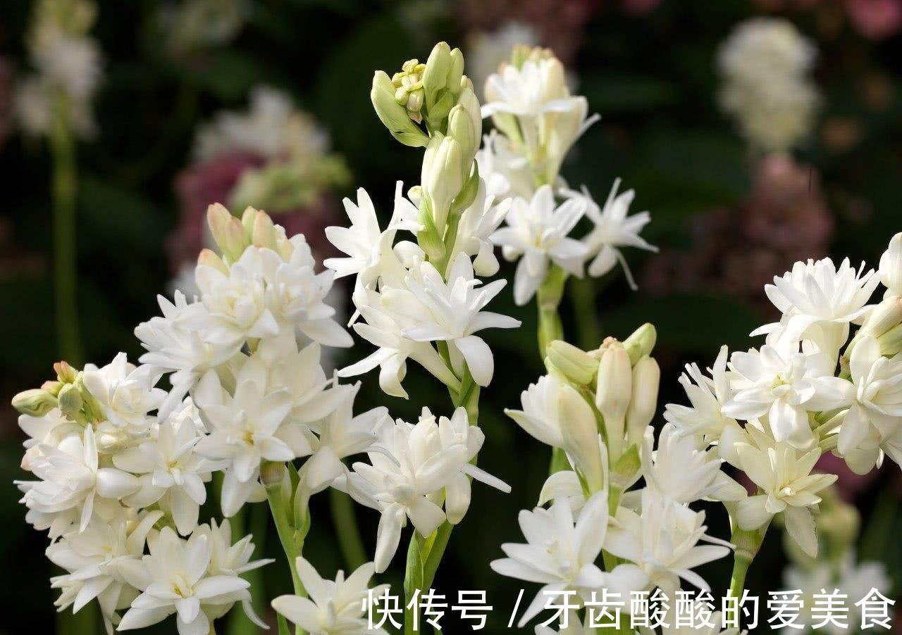 芦荟|6种“女人花”能吃又好闻,采花泡茶养容颜,女人养花,花养美女