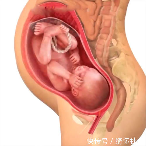发育|孕期40周胎儿生长发育组图,胎儿是这样一天天长大的