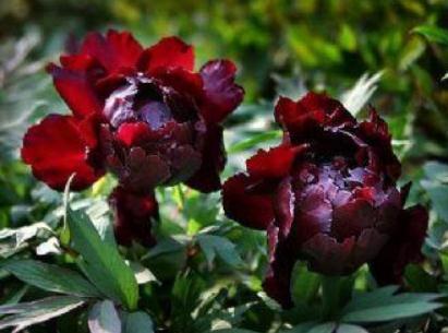 一种“黑色花”养家中，花多、叶大，没光也能活，花开“大如拳”