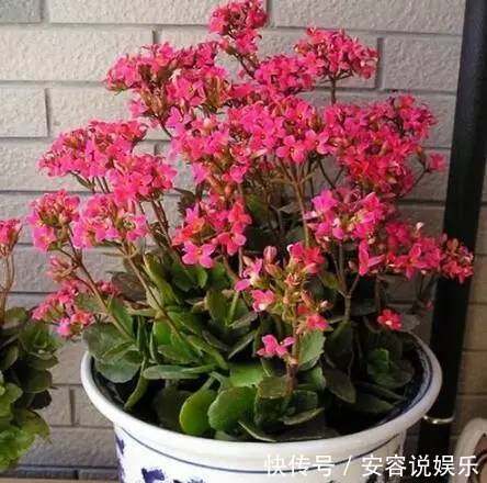 磷酸二氢钾|养了几年的长寿花,不开花,别人的花开满盘,原来是这样!