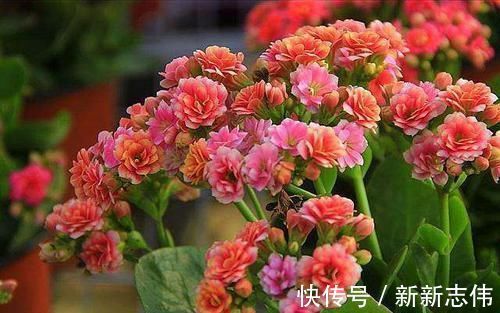 家庭种植长寿花,如何保持造型美观,花朵繁密,这些操作不能少