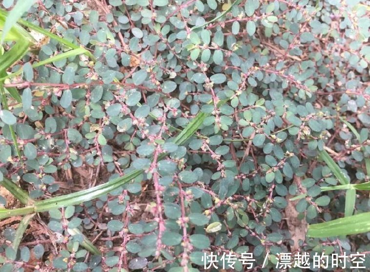 野草|农村叫做“卧蛋草”的野草,是极其珍贵的药材,认识吗