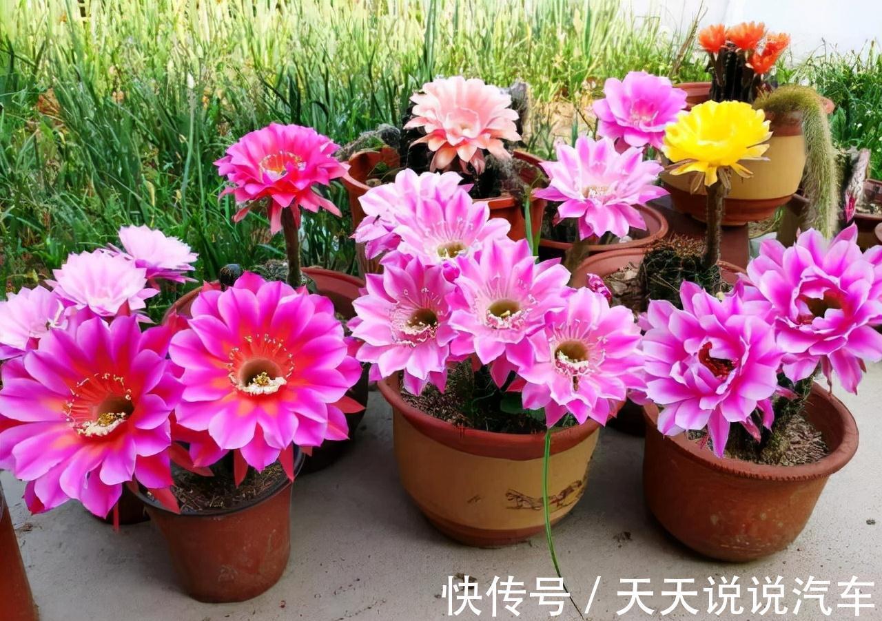 立冬后，养这10种花，切记不能多浇水，养不活都是由于手太勤