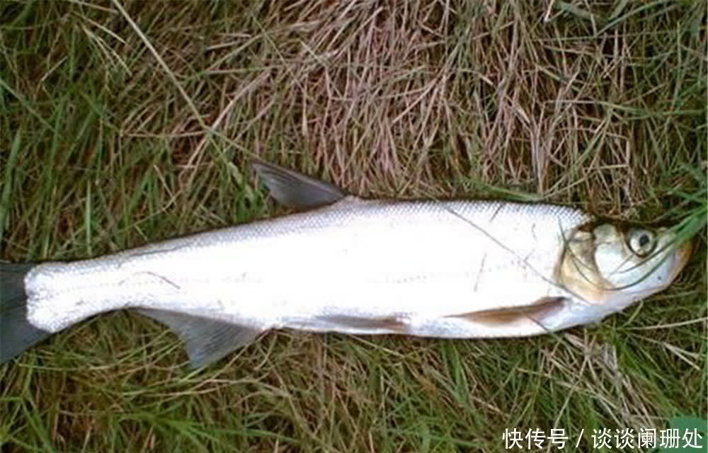 鱼钩|钓“米级翘嘴”,用这几种“泥鳅”钓法,大翘嘴一钓一个准!