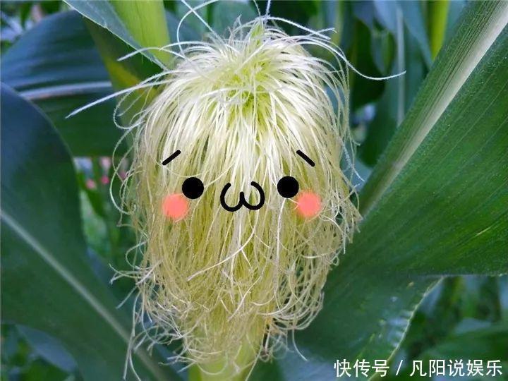 玉米棒子扔盆里,洒点水就发芽了,7天长一把绿苗!