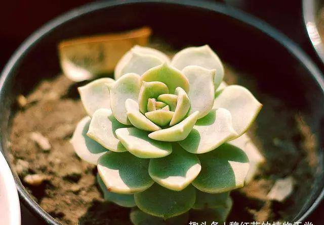 多肉|多肉品种多到数不过来，这种却格外受欢迎，颜色淡雅又好养