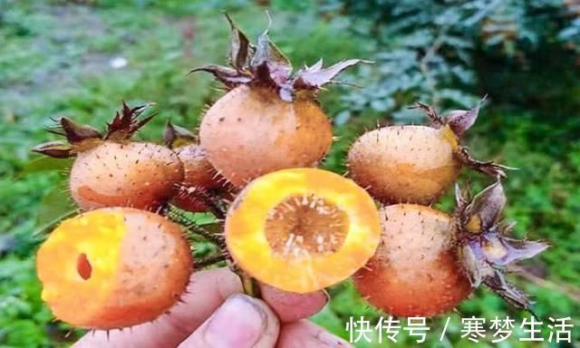 猕猴桃|它是野果中的“维C之王”,浑身带刺少有人吃,殊不知是果中奇品