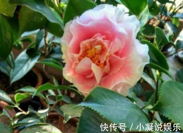 茶花|1种花，比牡丹还美，比绿萝还好养，棵棵开满枝头！