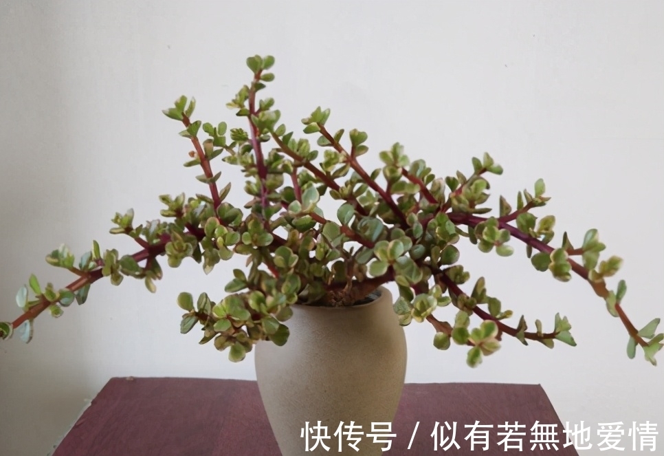 大太阳|春天的雅乐之舞,养它需要“3大”,年底就能枝繁叶茂,色彩艳丽