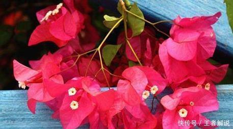 花草|3种“花”，6月“打顶”，剪上几刀，枝繁叶茂、花开繁盛！