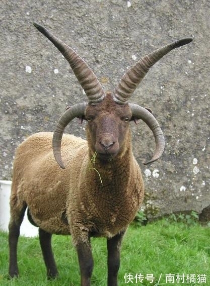 四角羊#四角羊,《山海经》中的四角异兽,现实中却真的存在,而且还不少