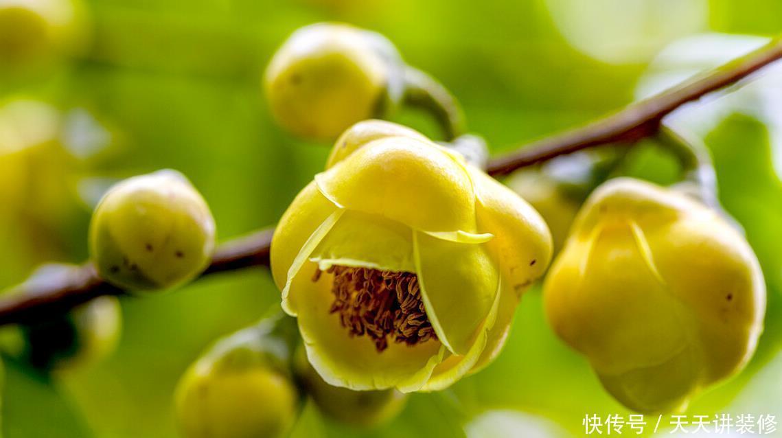 家中若有带院子的房子,建议栽种3种观赏树,小投入,大收获