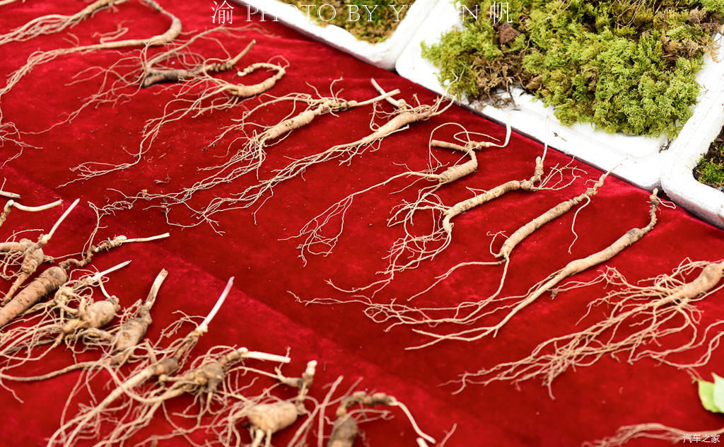 中朝边境的长白菜市场,人参像萝卜一样摆地上卖,有的商品真便宜