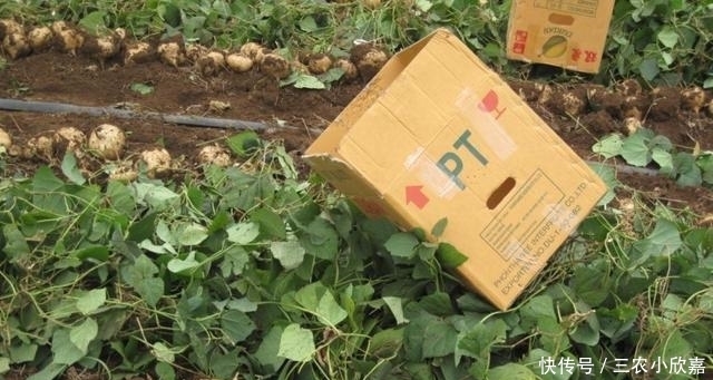 这植物果实有毒, 却也成了农民的“致富草”, 亩产可达10000斤