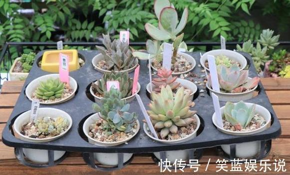 养多肉缺少腐殖土怎么办学会自制小技巧,轻松配出万能养花土