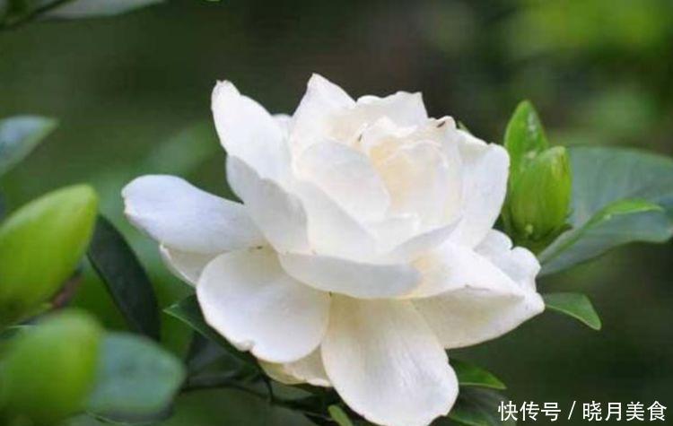 4种花养家里，花色鲜艳夺目，花朵美艳