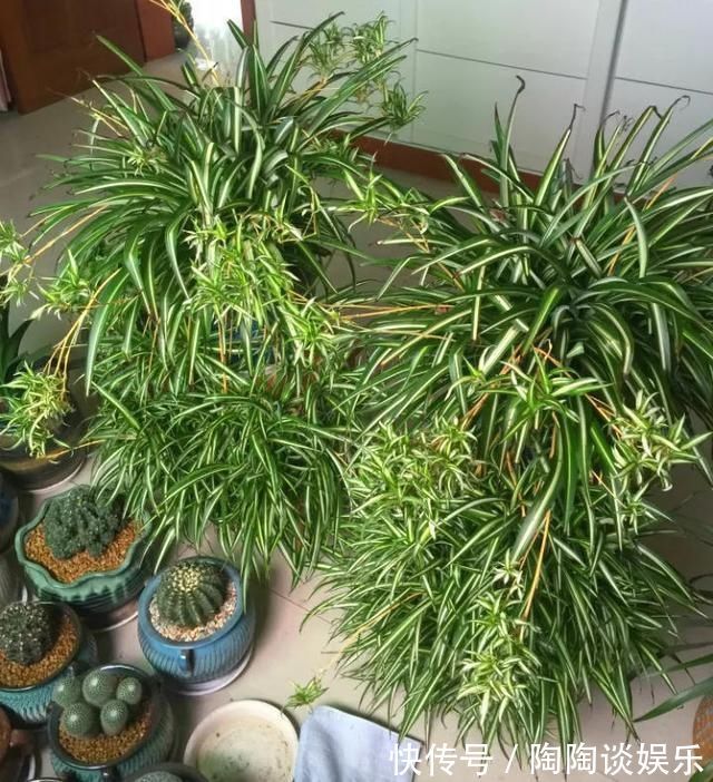 吊兰|不需要扦插的5种花,把根“掰开”就是小苗,成活率真高