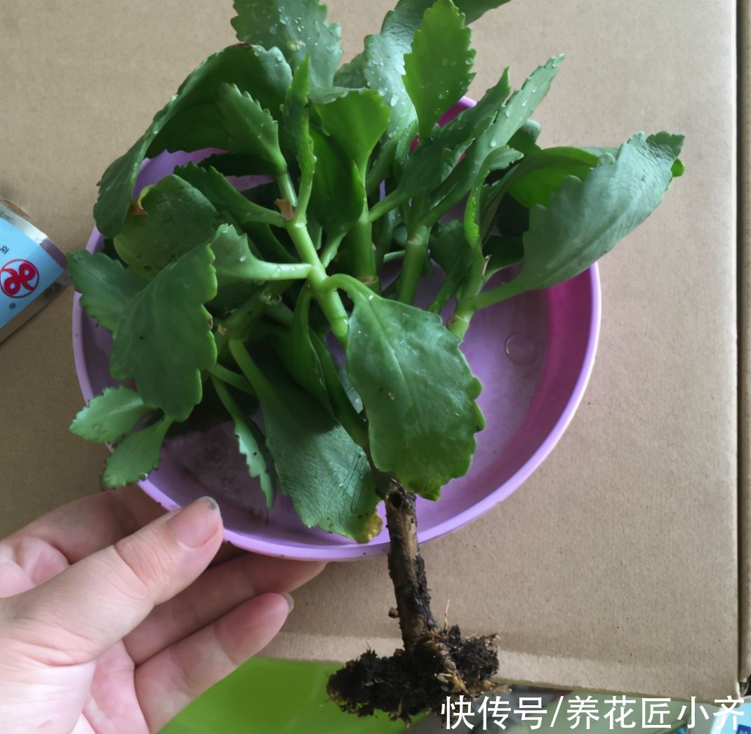 烂根|长寿花夏季容易烂根黑腐，浇水加点“粉末”，远离黑腐，安全度夏