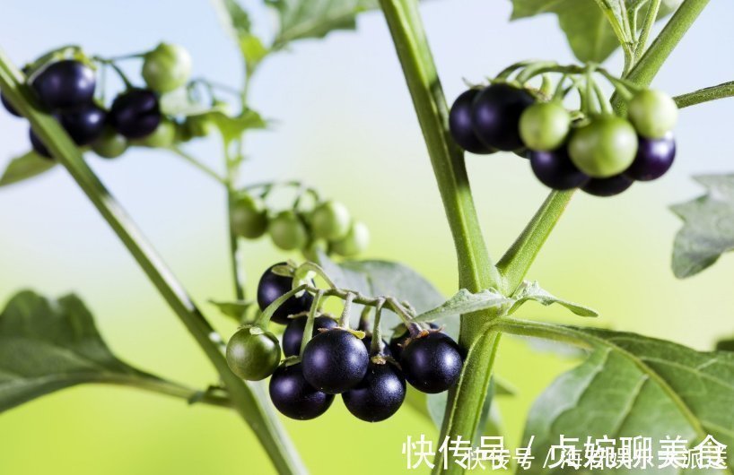 龙葵|此花药用可抗癌,果实酿酒十分美味,象征着穿越了千年的爱