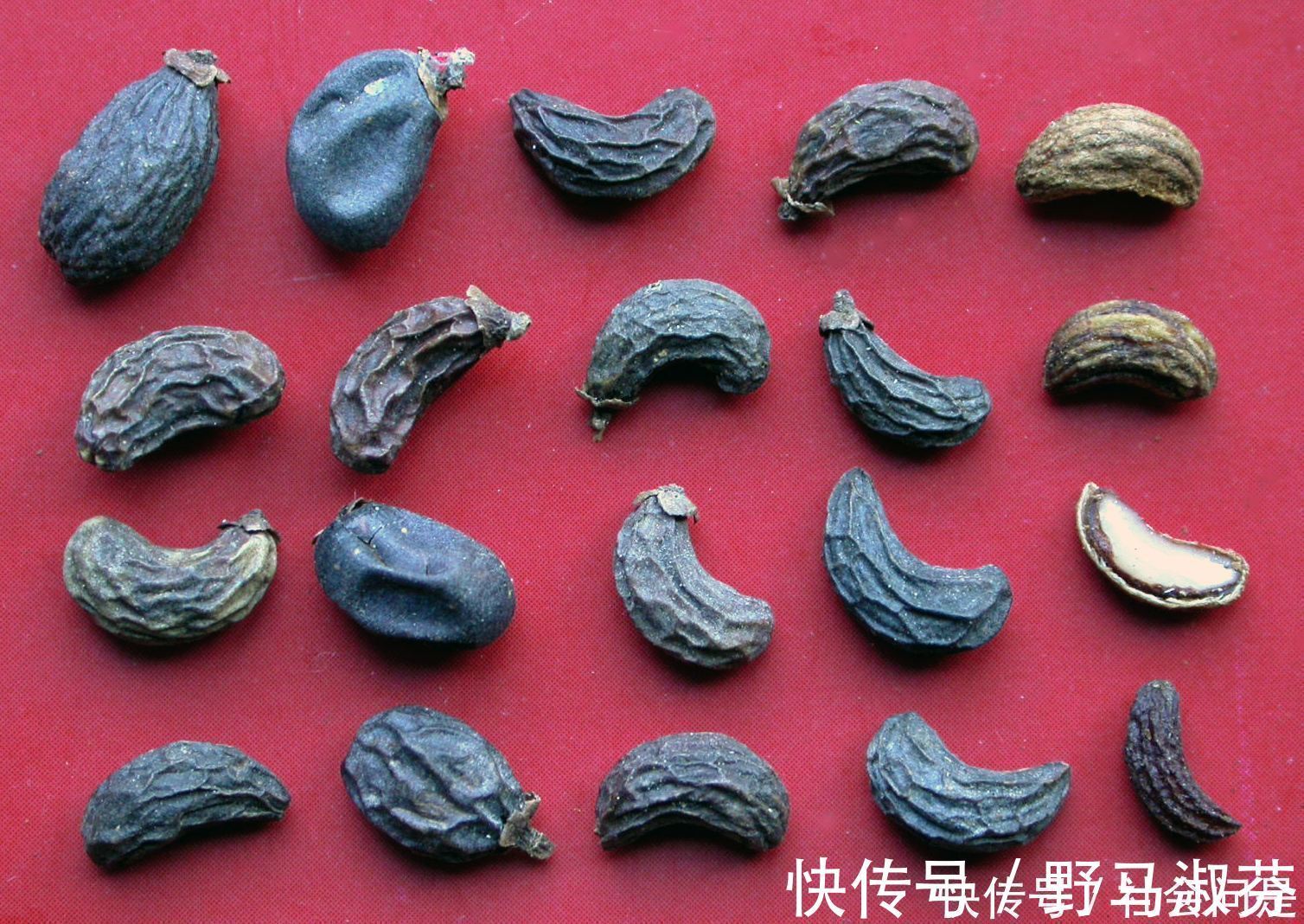 脾丸|一味中药这样用,调理头晕耳鸣,遗精便秘等症附常用中成药